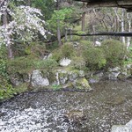 淡水荘 - 満開の桜釣堀