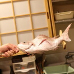 京屋 - ご立派な明石鯛！