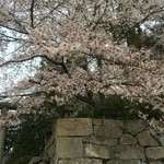 レストランろまんてい - 篠山城の桜♪