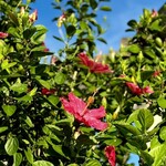 すまやどぅ　あか浜やー - 