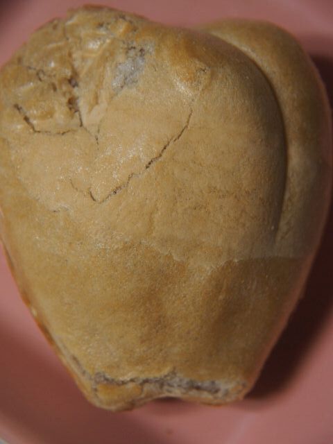 つしま堂 - 浪岡（洋菓子）の写真