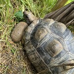 Blue Turtle Farm Mango Cafe - 