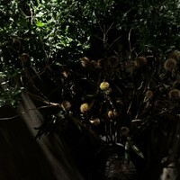 割烹料理 新村 - 