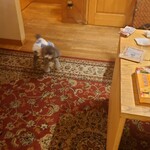 大介の店 - 犬同伴できます。大介の店のブログ参照　犬同伴シリーズ