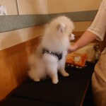 大介の店 - 犬同伴できます。大介の店のブログ参照　犬同伴シリーズ