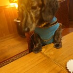 大介の店 - 犬同伴できます。大介の店のブログ参照　犬同伴シリーズ
