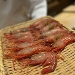 恵比寿 鮨 ふじまさ - 北海しまえび（握り）