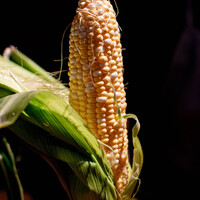 とうもろこしの天麩羅