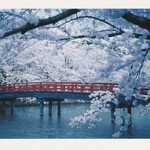 可否屋 葡瑠満 - 弘前公園の美しいサクラのポストカード。クレジットにはお店の名前が！