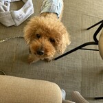 107cafe+dogs - ココアっす