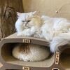 Cat Cafe てまりのおうち