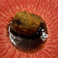 肉料理 KOJIRO - 