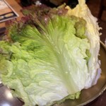 チョンソル - サンチュと白菜！