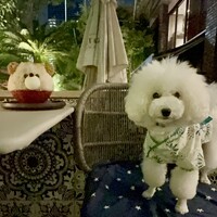 Terrace Dining TANGO - 