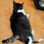 プント - 立派な体格な看板ネコさん