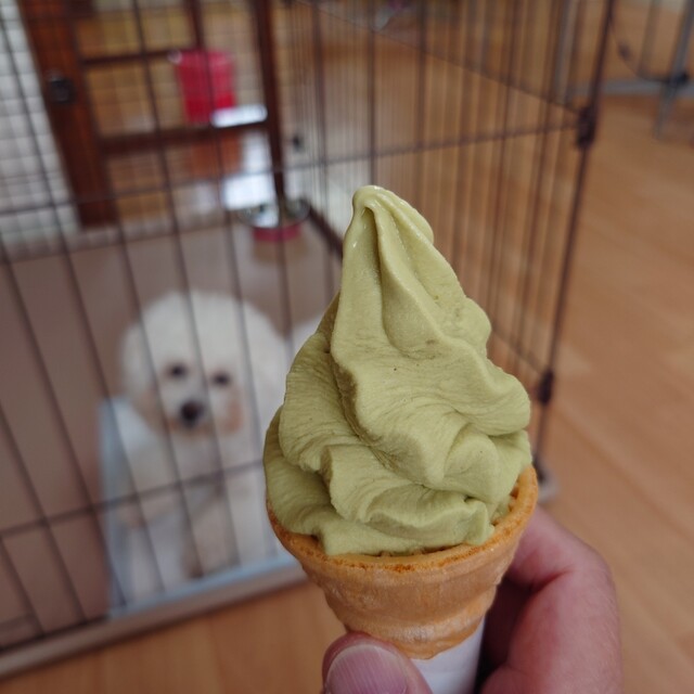 ドックカフェ さんぽの帰り