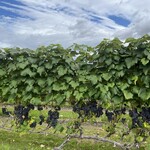 カンパーナ六花亭 - 