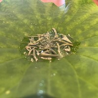 ル スプートニク - 