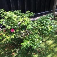 おしょくじ處 今 - 