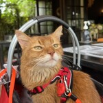 Brasserie Nakagawa - 