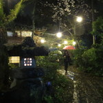 森のおはな - 雨の夜桜でした