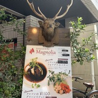 Magnolia - 