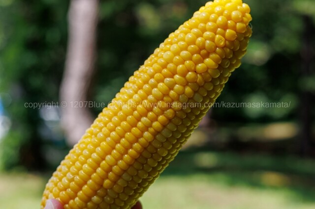 崎野農園 とうもろこし直売所 - 弘前市その他（その他）の写真