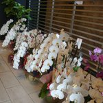 ア・ニュ ルトゥルヴェ・ヴー - 開店祝いの花が沢山飾られています。