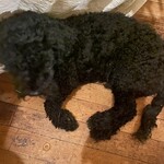 パルティータ - アンディくん。