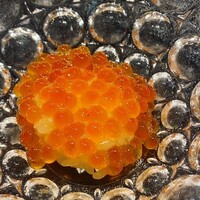 鮨と酒 魚伸 - 