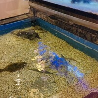 いけす鶴八 新栄店 - 