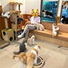 猫cafeにゃんこ