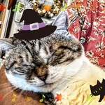 En Cafe - 招きニャン、るーちゃんです♪ちょっとモリましたw.