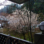 バーバラはうす - 花餅に山の桜