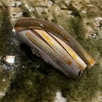 鮨桂太 - 親方の技術が光る逸品