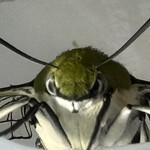 インデアンレストラン  ニューミラ - 夜が明けた頃にこの秋初めてのオオスカシバが誕生して鋭い眼光を放っていた^_^