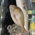 あつしん家 - 色んな魚が入荷します。もちろん天然の魚です♪