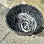 うなぎ亭 友栄 - 