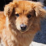 千寿庵 - ちょこ