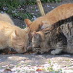 空猫カフェ - 千光寺公園内のにニャンコ食事中