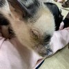 マイピッグカフェ - 