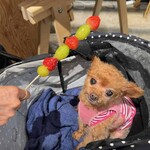 Pie stand BY FREAK'S STORE Karuizawa Purinsushoppingupurazaten - 看板犬くるみ