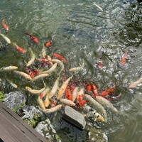 鉄板・懐石 くら馬 - 