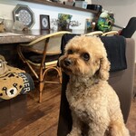 카루이자와 카페 쿠루미 - お店のマルチーズ犬