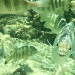 Coco Palm Garden Beach - 