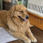 アニマル cafe けだま - 