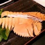 ムツゴロウ - うちわ海老