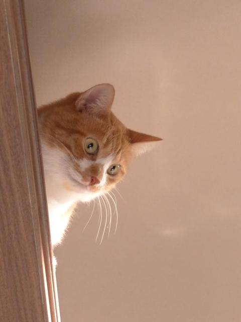 Cafe Kyarafu photo 5