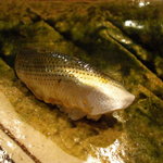 寿司一 - 小鰭。