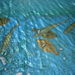 割烹たがわ - 生簀をアップ